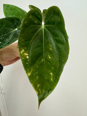Anthurium Pandemonium (Anth. antolakii (BVEP) x papillilaminum)- PLANT #23 - mechanical leaf damage