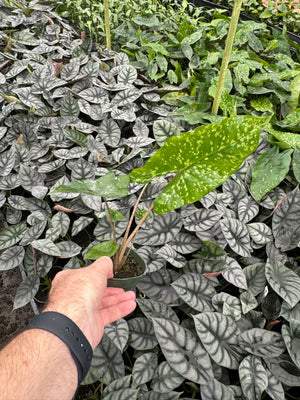 Alocasia Mix - Moisture Retentive & Well Aerated (Mix #2)