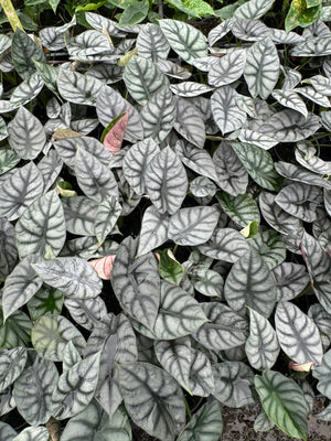 Alocasia Mix - Moisture Retentive & Well Aerated (Mix #2)