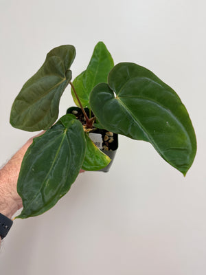 Anthurium antolakii (BVEP) - Plant #26