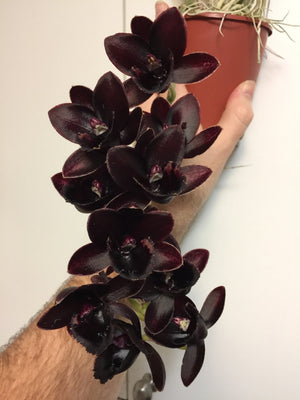 Lechuza Pon and Tree Fern Mix #9 (Tree Fern, Lechuza Blackstone Pon) (Lizzie's Mix)