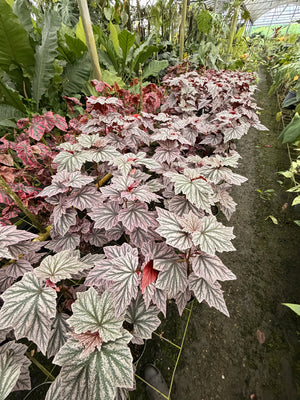 Begonia Mix - Moisture-Balanced & Airy (Mix #3)