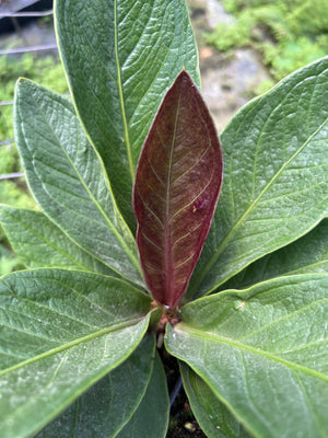 Anthurium bonplandii subsp. guayanum