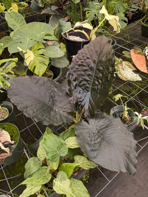 Alocasia Mix - Moisture Retentive & Well Aerated (Mix #2)
