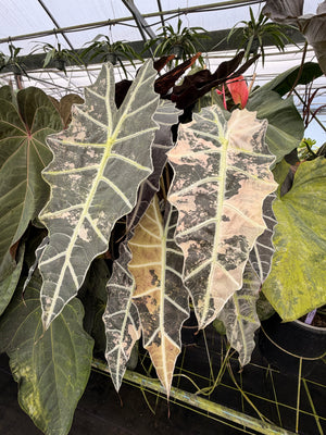 Alocasia Mix - Moisture Retentive & Well Aerated (Mix #2)