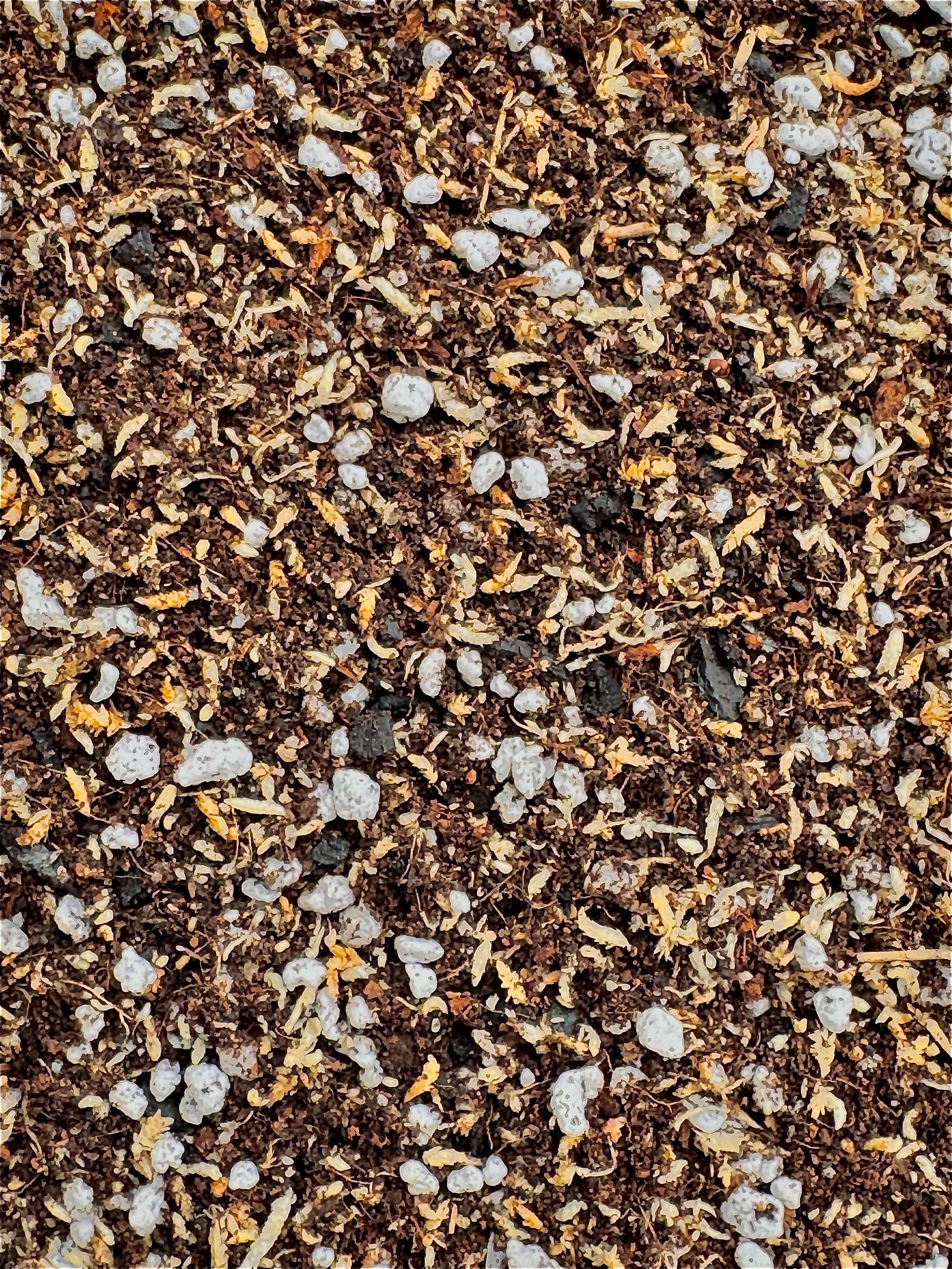 Fern & Begonia Mix #3 - (Moss Petals, Coir, Biochar, Perlite, Worm Castings) - For Fine Rooted Moisture loving Plants like Ferns and Begonias