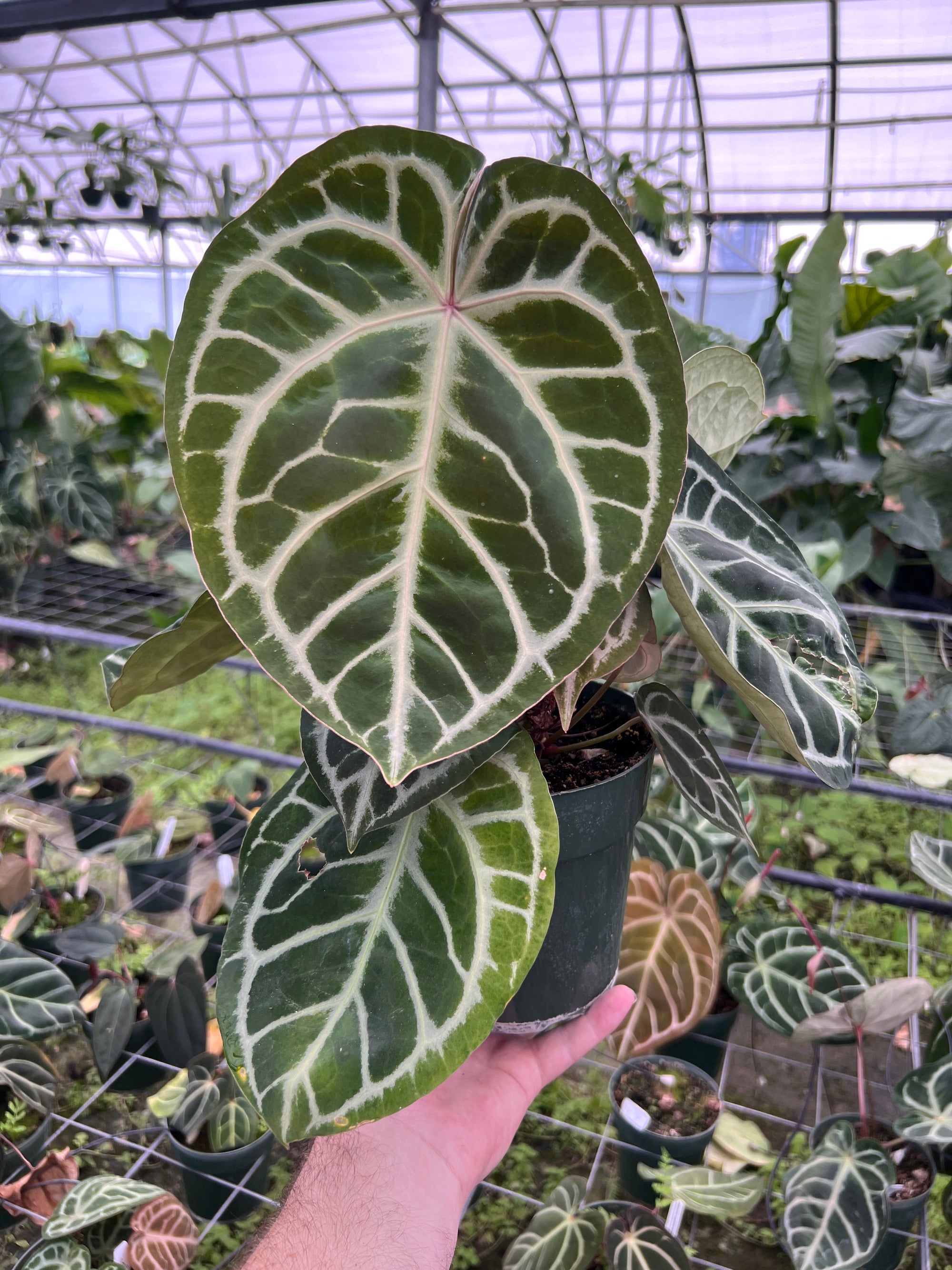 Orchiata Pine Bark - Classic (Small Nuggets) 6-9mm (1/4-3/8 Inch