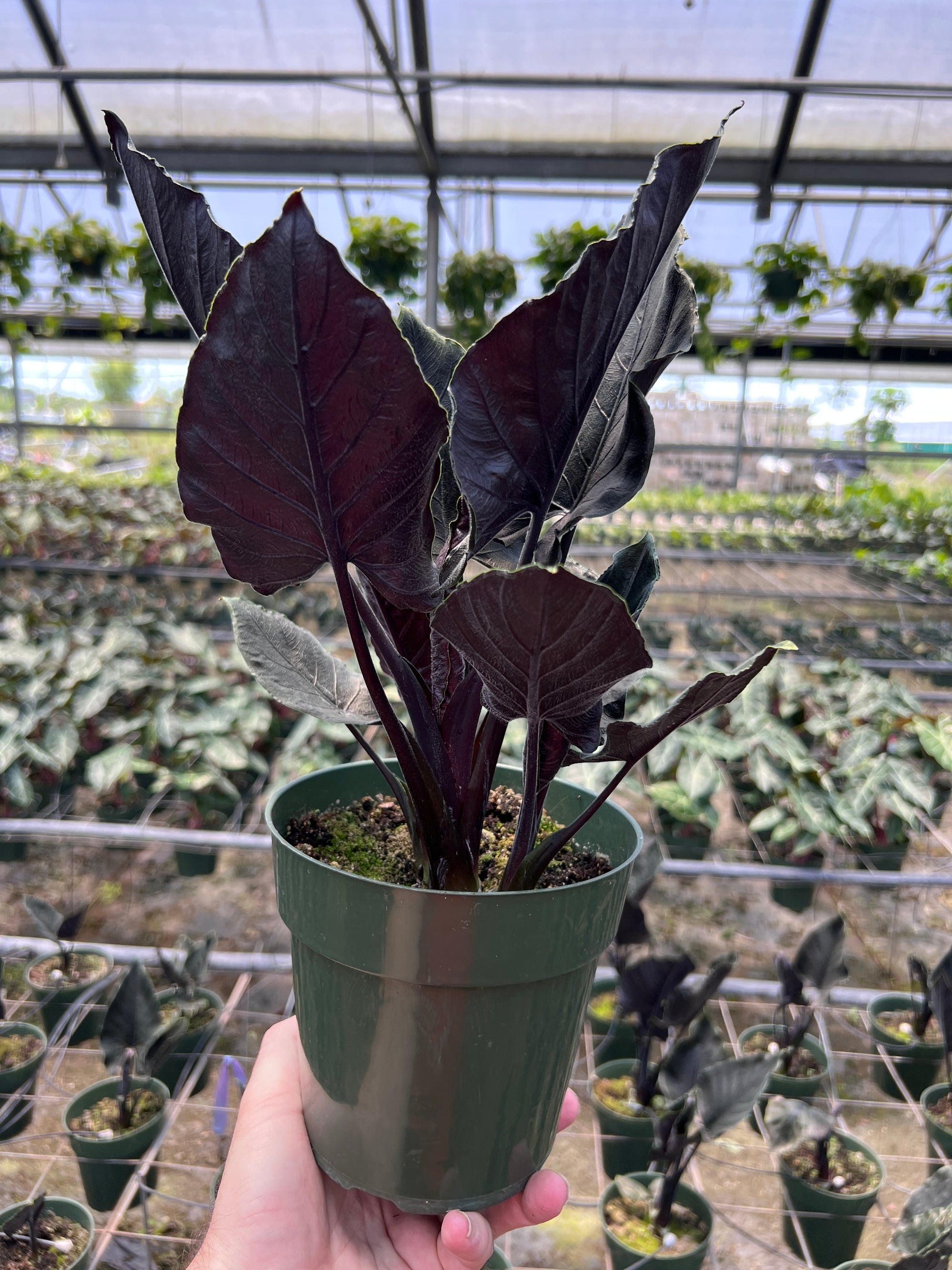 Alocasia chienlii 'Antoro Velvet'