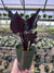 Alocasia chienlii 'Antoro Velvet'