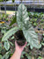 Alocasia heterophylla "Corazon"