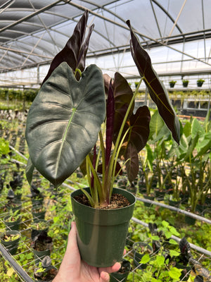 Alocasia Golden Bone (Mature)