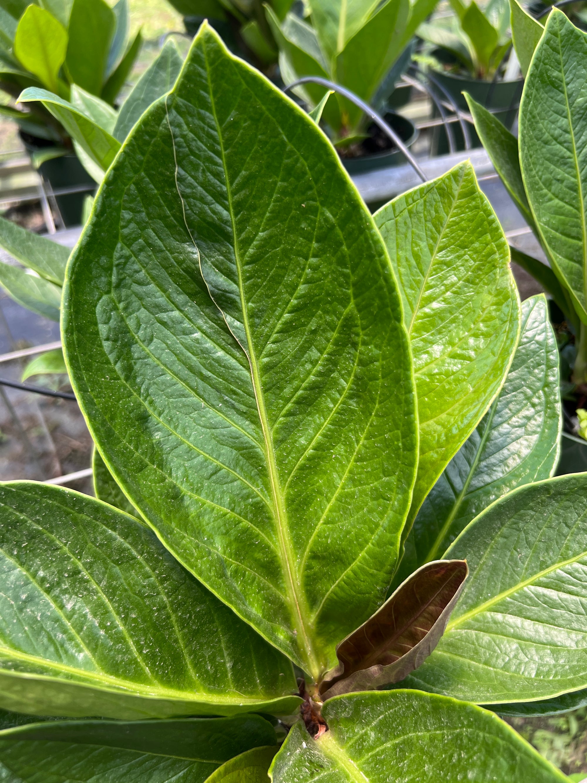 Anthurium bonplandii subsp. guayanum