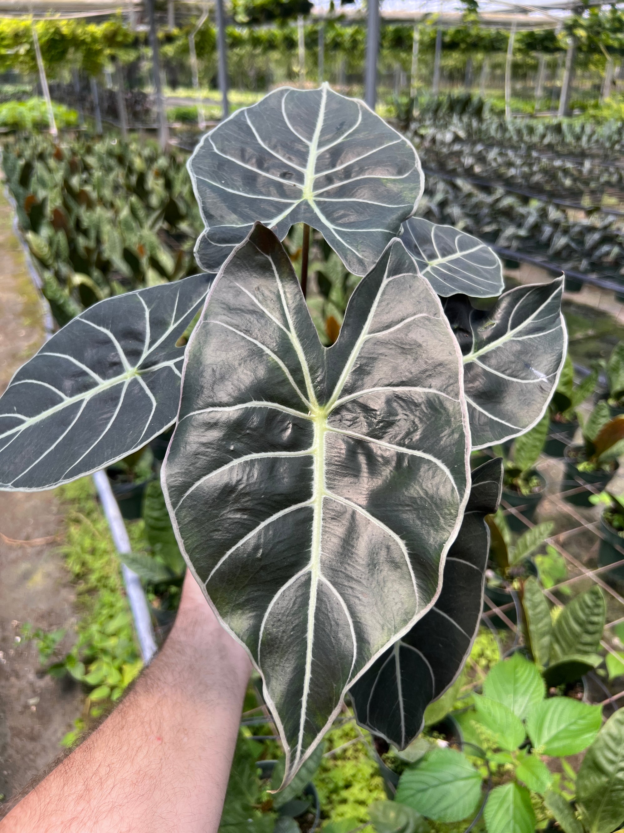 Alocasia longiloba "Dragons Tooth"