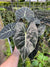 Alocasia longiloba "Dragons Tooth"