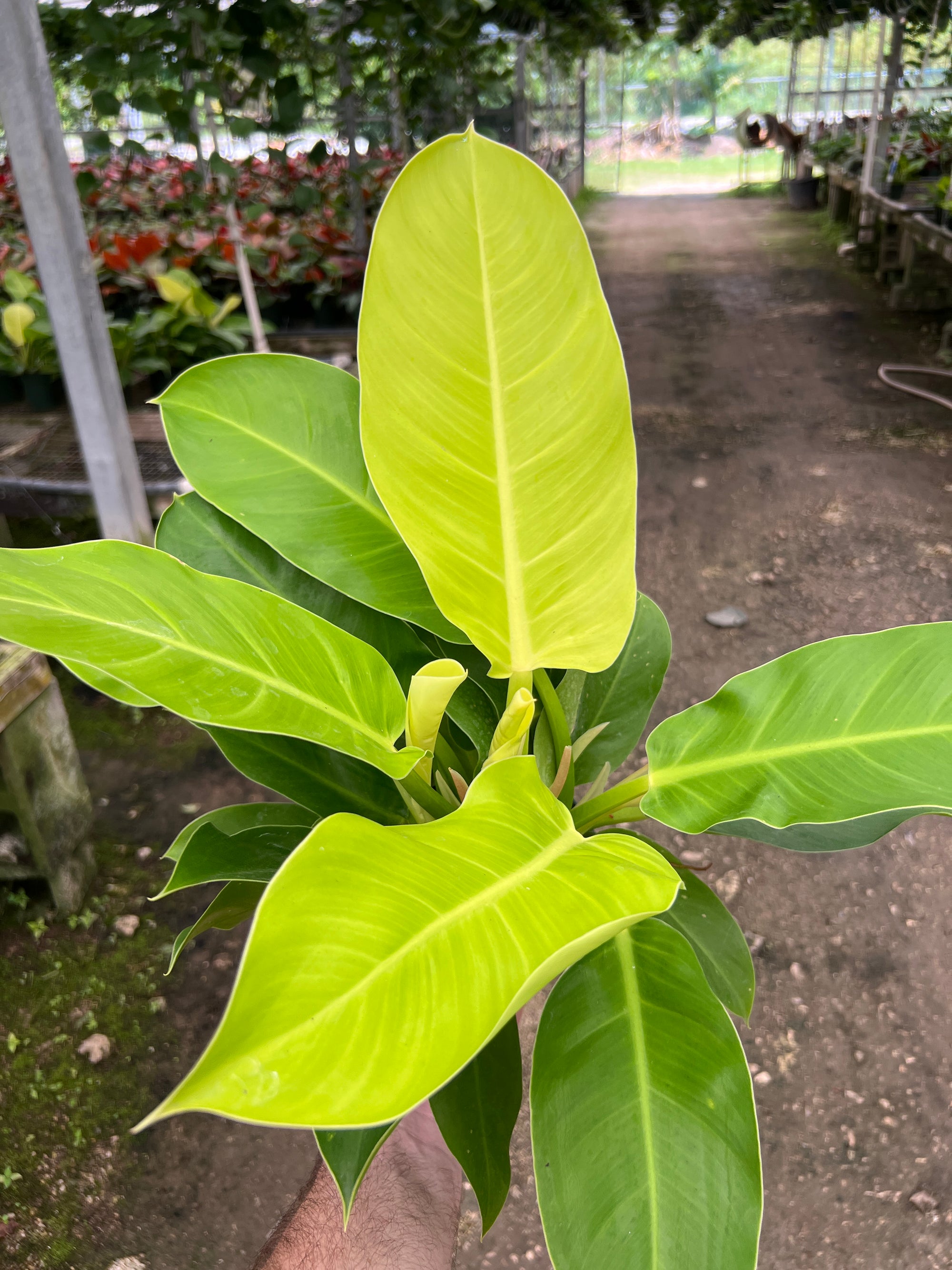 Philodendron "Moonlight" - READ DESCRIPTION