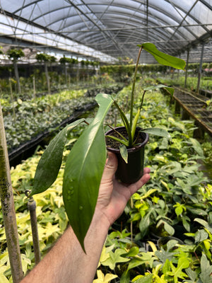 Philodendron joepii - Established plants available in 4" & 6" pots