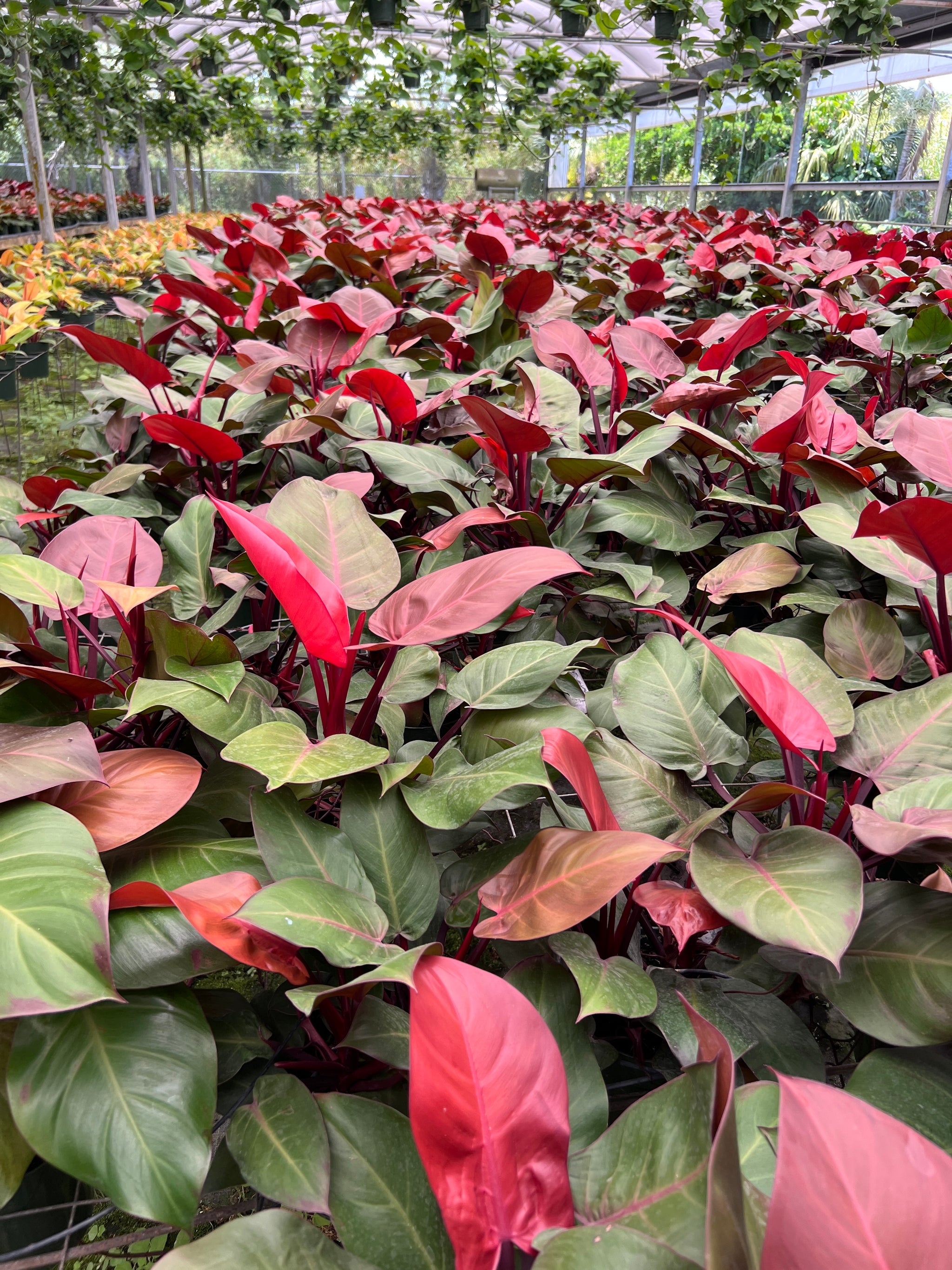 anthurium plant in lava rock Tropical Chunky Mix #4 - (Tree Fern, Coco Husk, Orchiata, Lava Rock, B