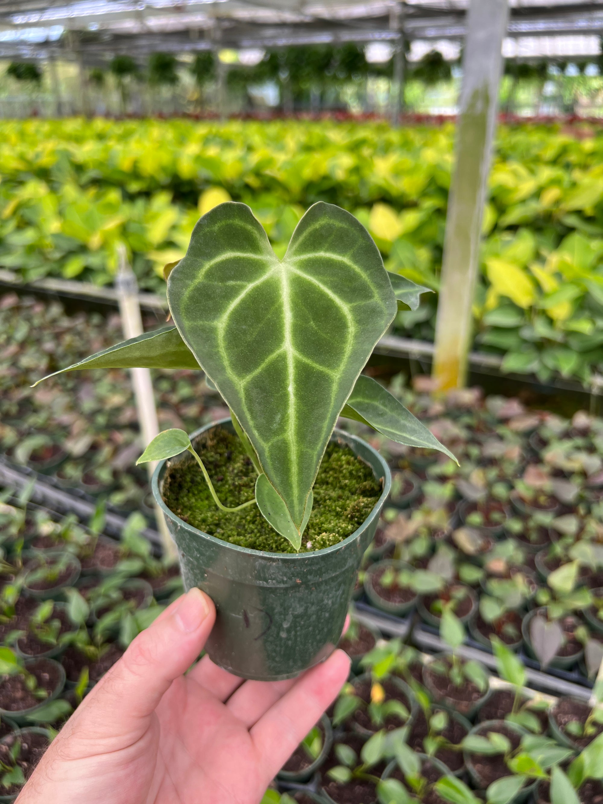 Anthurium King Of Clarinervium x self
