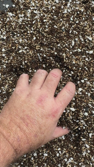 Fern & Begonia Mix #3 - (Moss Petals, Coir, Biochar, Perlite, Worm Castings) - For Fine Rooted Moisture loving Plants like Ferns and Begonias