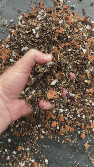 Epiphytic Orchid Mix #1 - (Coco Husk, Orchiata, Moss Petals, Perlite & Biochar) - high-air, fast-draining, moisture-buffered epiphytic mix
