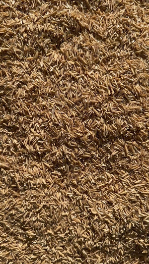 Rice Hulls - Premium Parboiled | For Soil Mixes, Aeration & Drainage | Silica-Rich, All Natural, Perlite Alternative