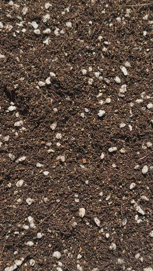 African Violet (Gesneriad) Mix #100 - Peat Free (Tree Fern, Coco Coir, Perlite, Vermiculite, Worm Castings, Biochar)