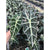 Alocasia "Polly" - 6" pots with 2 plants in each