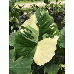Alocasia macrorrhiza "Variegata" (Variegated Elephant Ear)