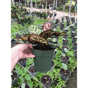 Calathea makoyana (Peacock Plant)