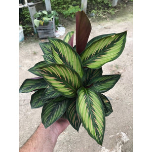 Calathea "Beauty Star"