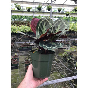 Calathea "Silhouette"