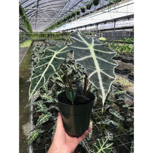 Alocasia "Polly" - 6" pots with 2 plants in each