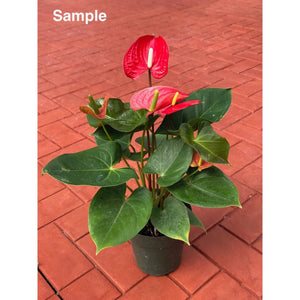 Anthurium "Alabama"