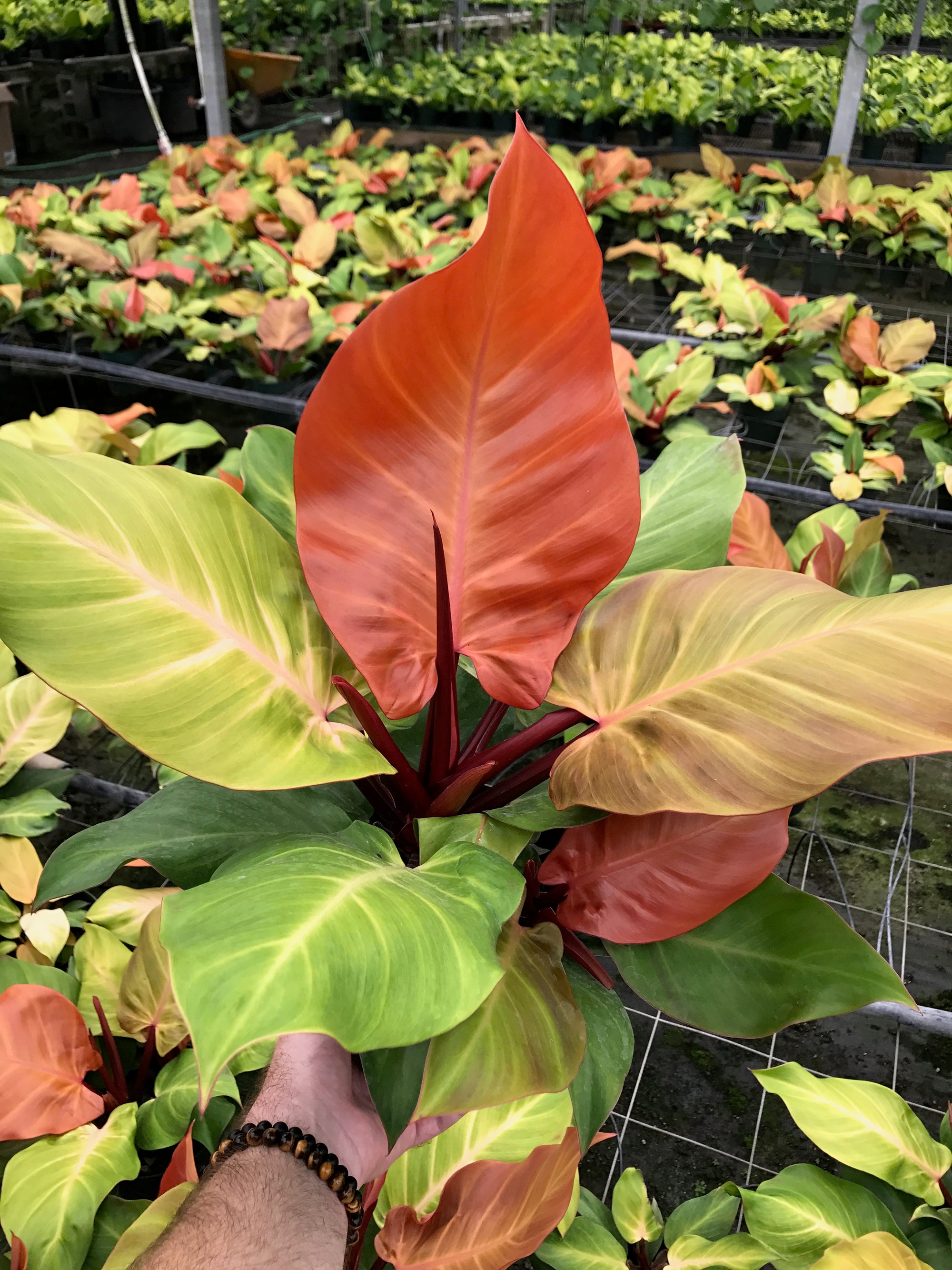 Philodendron "McColley's Finale" (READ DESCRIPTION)