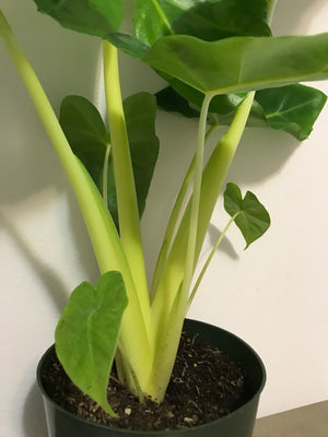 Alocasia macrorrhiza var. Lutea (Golden Elephant Ear)