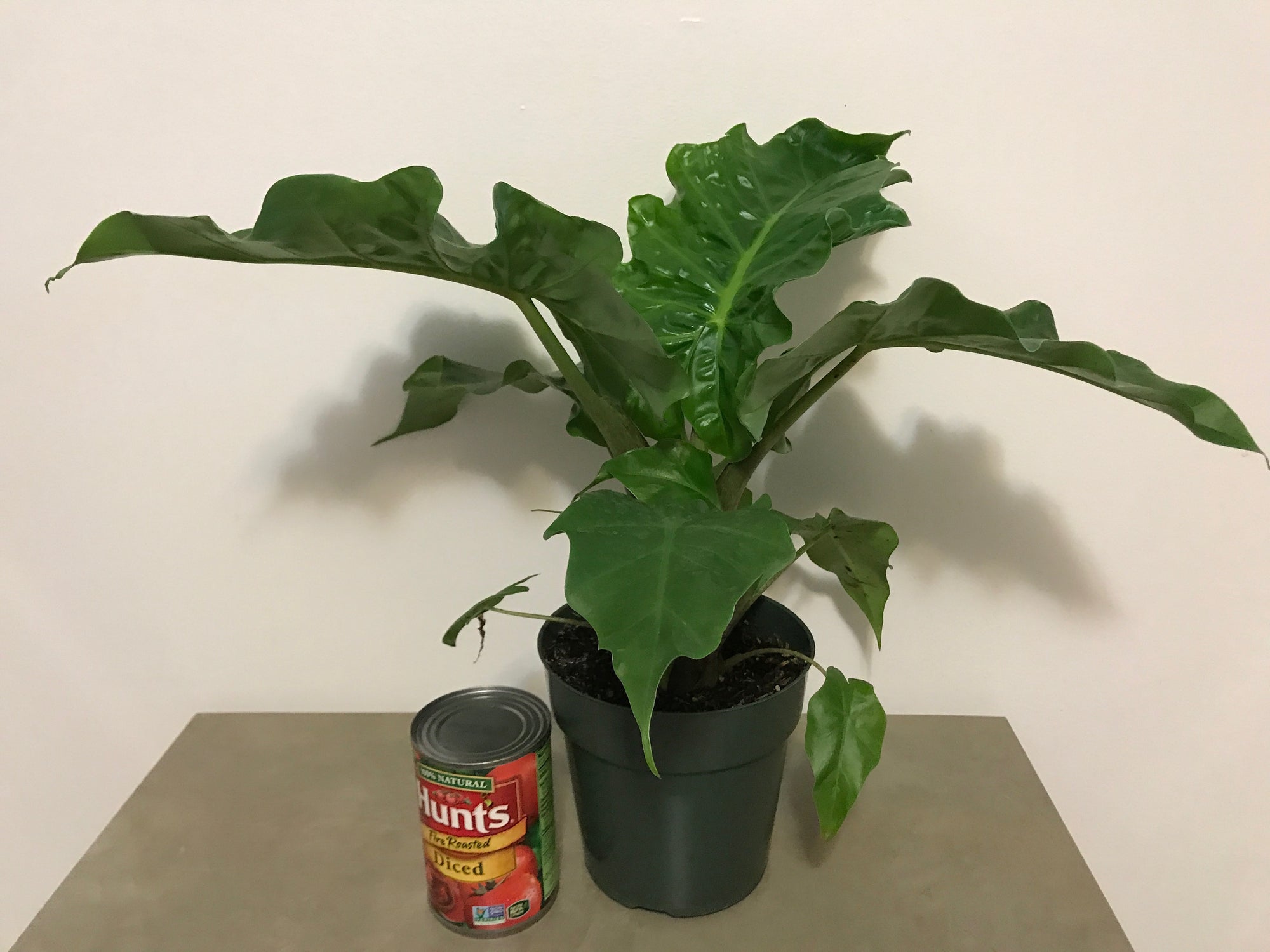 Alocasia Low Rider