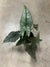 Alocasia heterophylla "Dragons Breath"