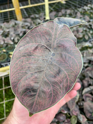Alocasia azlanii