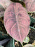 Alocasia azlanii