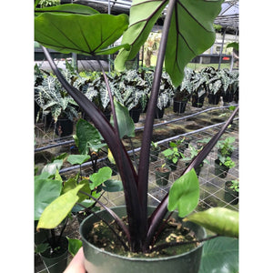 Alocasia "Black Stem" - (Black Stem Elephant Ear)