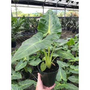 Alocasia macrorrhiza var. Lutea (Golden Elephant Ear)