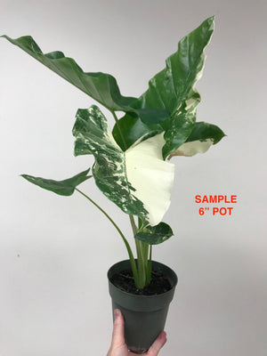 Alocasia macrorrhiza "Variegata" (Variegated Elephant Ear)